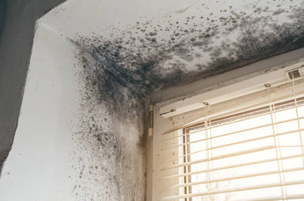 Trusted Commercial Mold Remediation service in Bloomfield, NY - Cheap Mold Removal