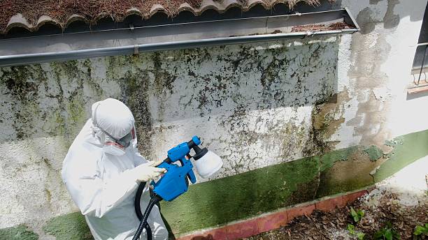 Trusted Black Mold Removal service in Bloomfield, NY - Cheap Mold Removal